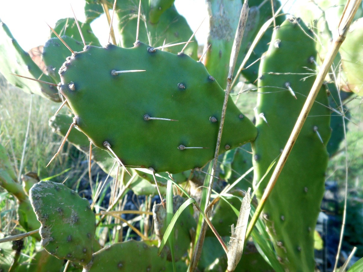 Opuntia monacantha / Fico d''India monospina